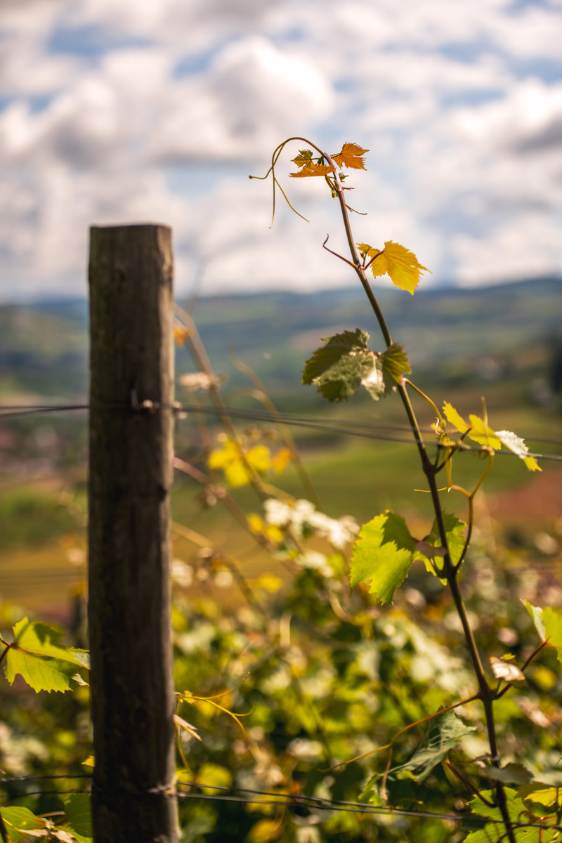 Manfredi Cantine