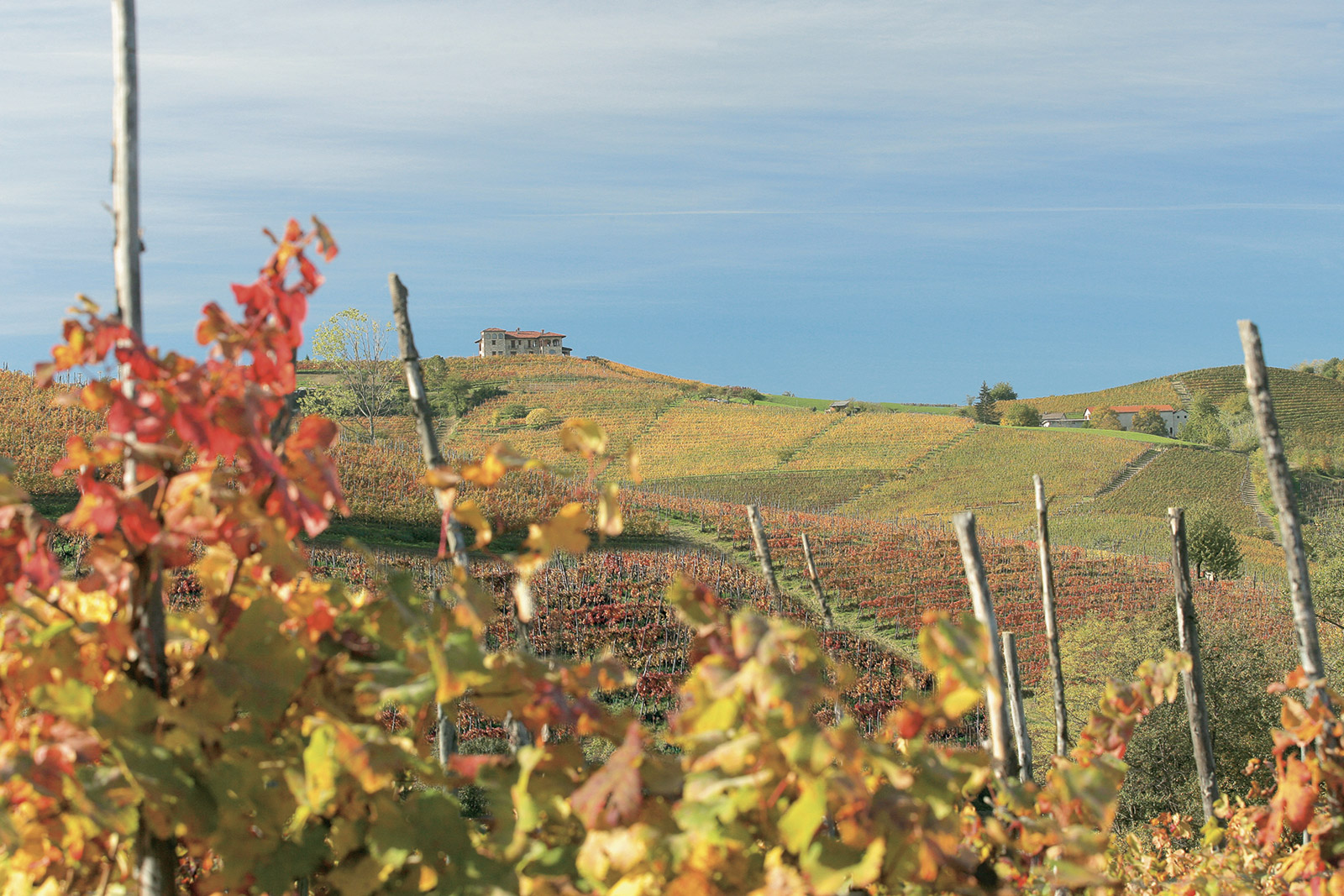 Manfredi Cantine